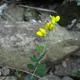 Baptisia tinctoria