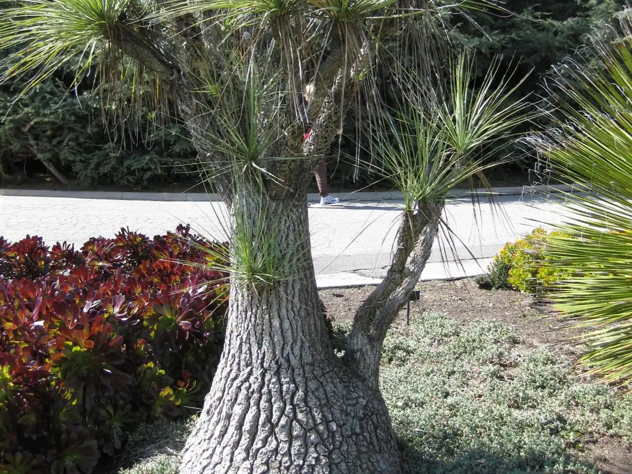 Beaucarnea gracilis