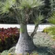Beaucarnea gracilis