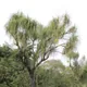 Ponytail palm