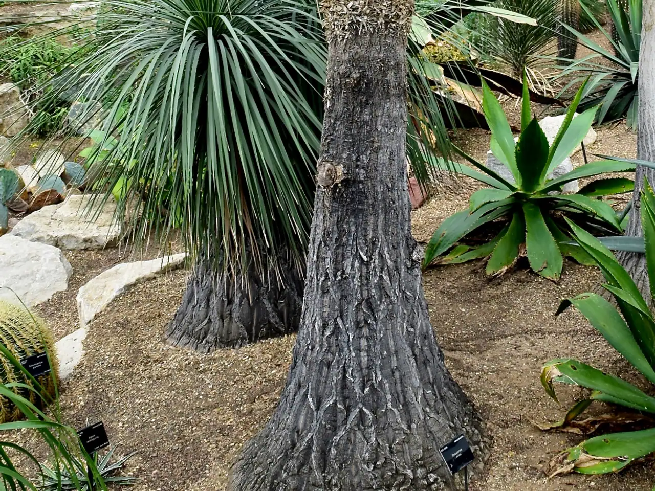 Beaucarnea stricta
