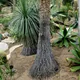 Beaucarnea stricta