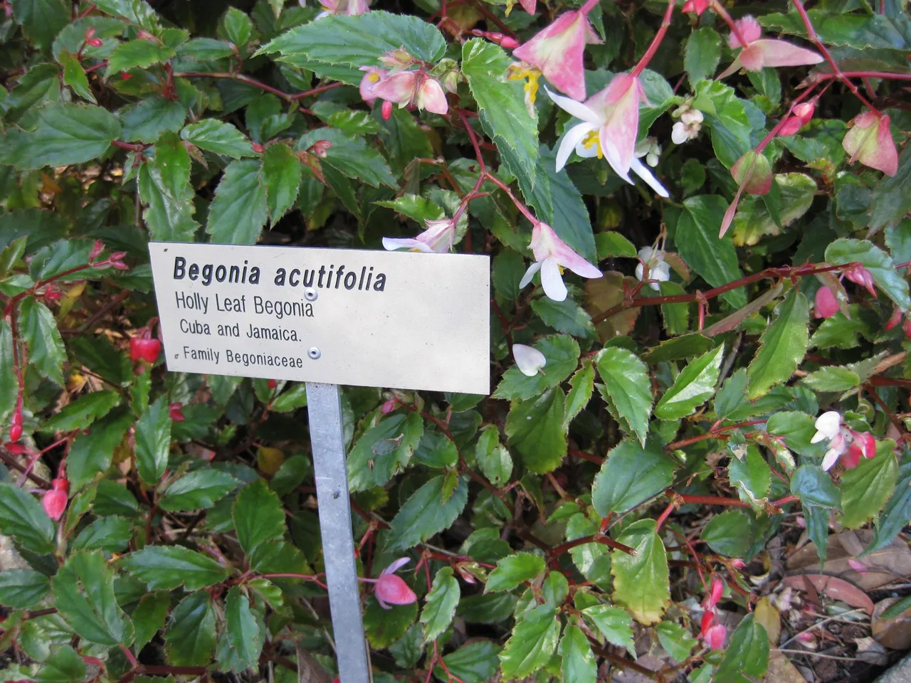 Begonia acutifolia