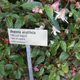 Begonia acutifolia