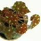 Eyelash Begonia