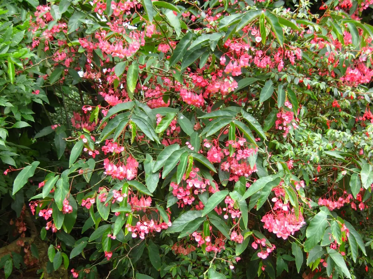 Begonia coccinea