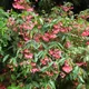 Begonia coccinea