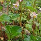 Begonia cucullata