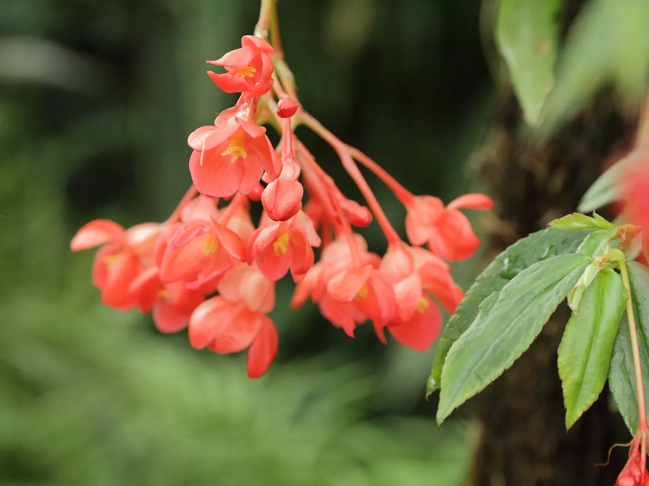 Begonia foliosa