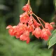 Begonia foliosa