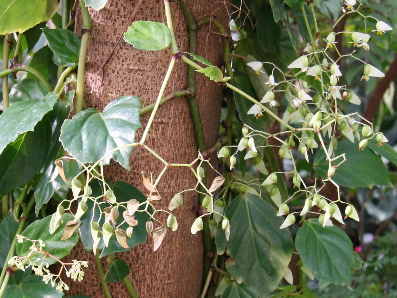 Begonia glabra