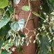 Begonia glabra