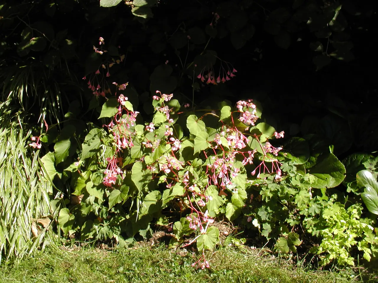 Begonia grandis