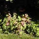 Begonia grandis