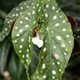 Polka dot begonia