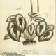 Rex begonia
