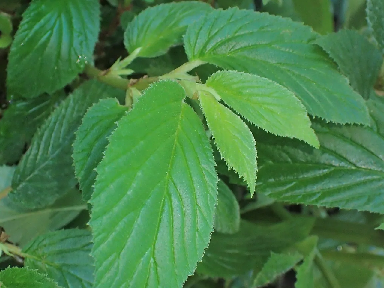 Begonia wiązolistna