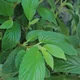 Elm-leaf begonia