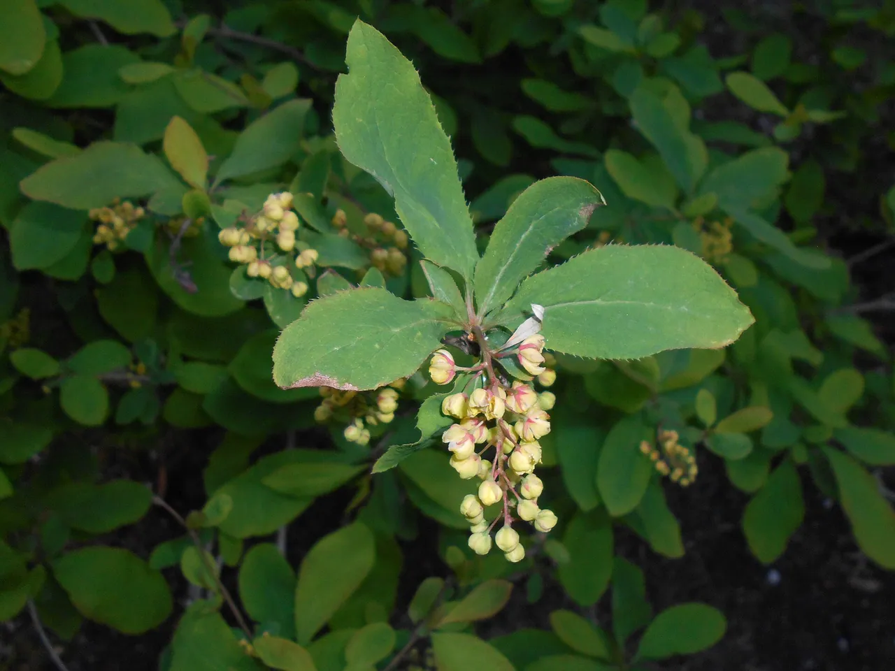 Amur barberry