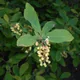 Amur barberry
