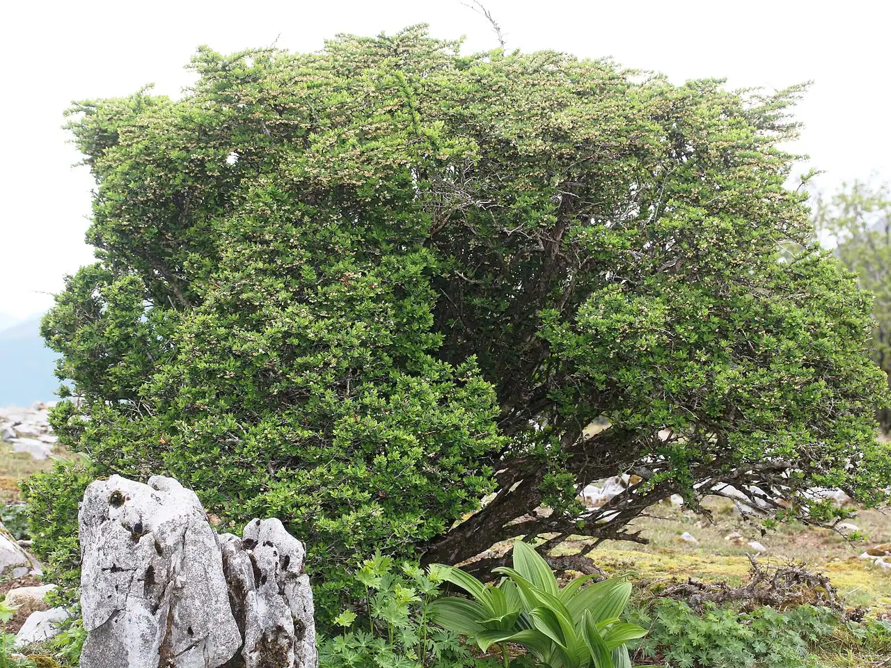 Japanese barberry