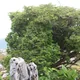 Japanese barberry