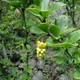 Barberry
