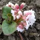 Bergenia ciliata