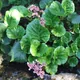 Bergenia crassifolia