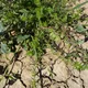 Beta macrocarpa