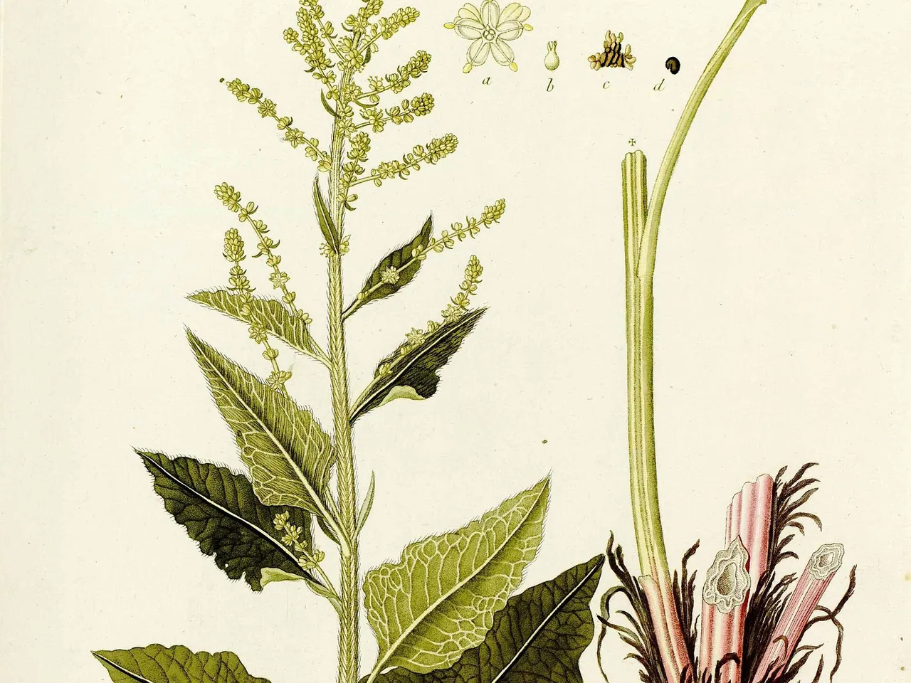 Beta trigyna