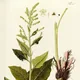 Beta trigyna