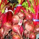 Beetroot