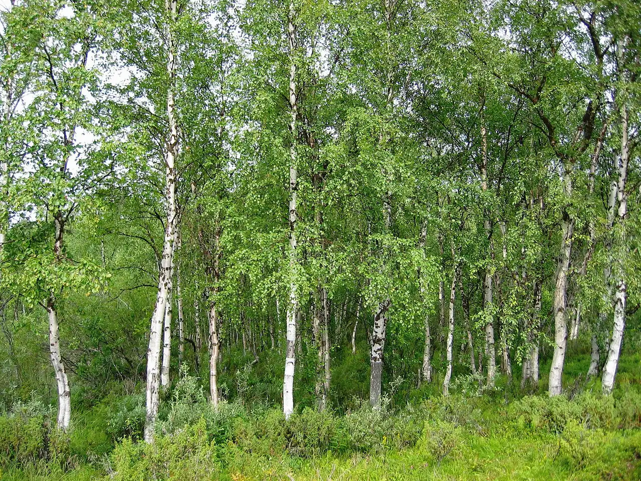 Silver birch