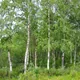 Silver birch