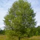 Downy birch