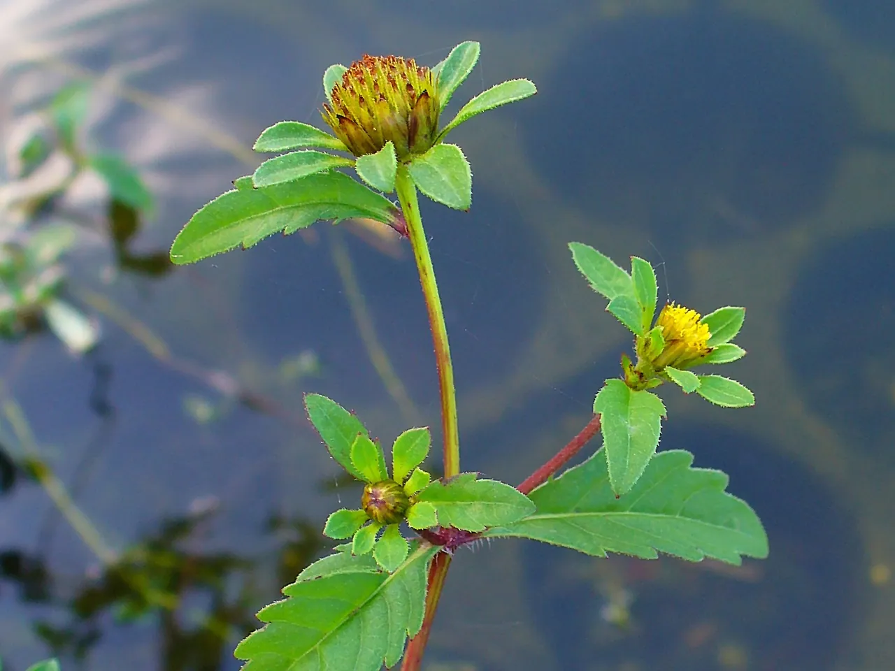 Leafy-bracted beggarticks