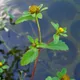 Leafy-bracted beggarticks