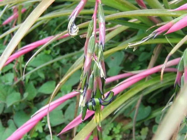 Billbergia nutans