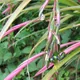 Billbergia nutans