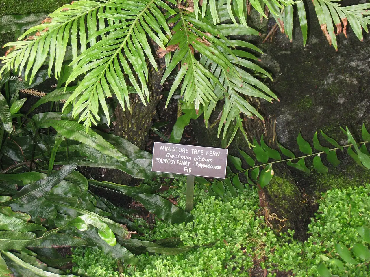 Blechnum gibbum