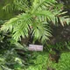 Blechnum gibbum