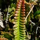 Blechnum penna-marina