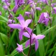 Chinese ground orchid