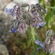 Borage