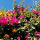 Bougainvillea glabra
