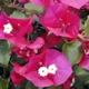 Bougainvillea spectabilis