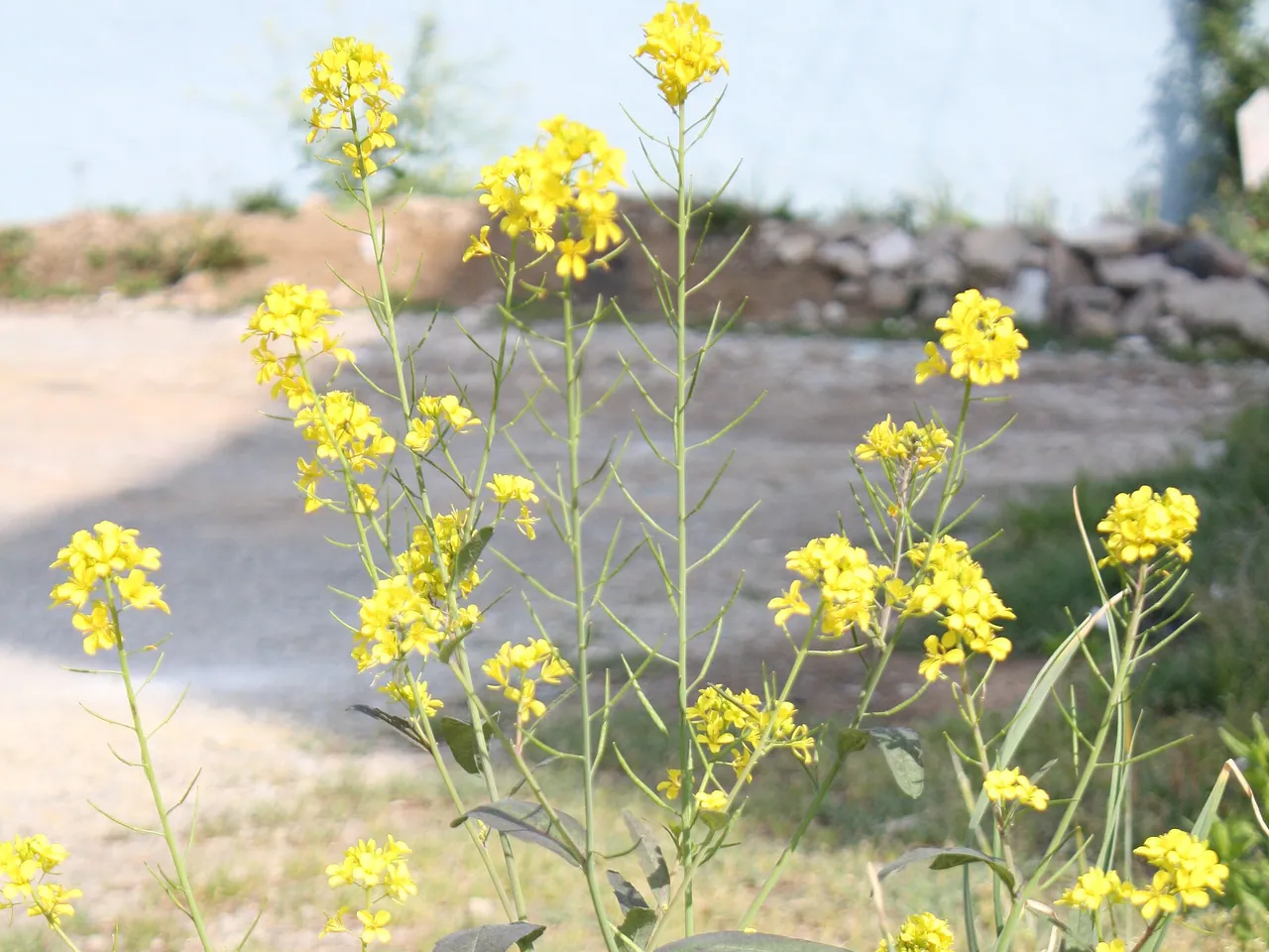 Brown mustard