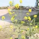 Brown mustard