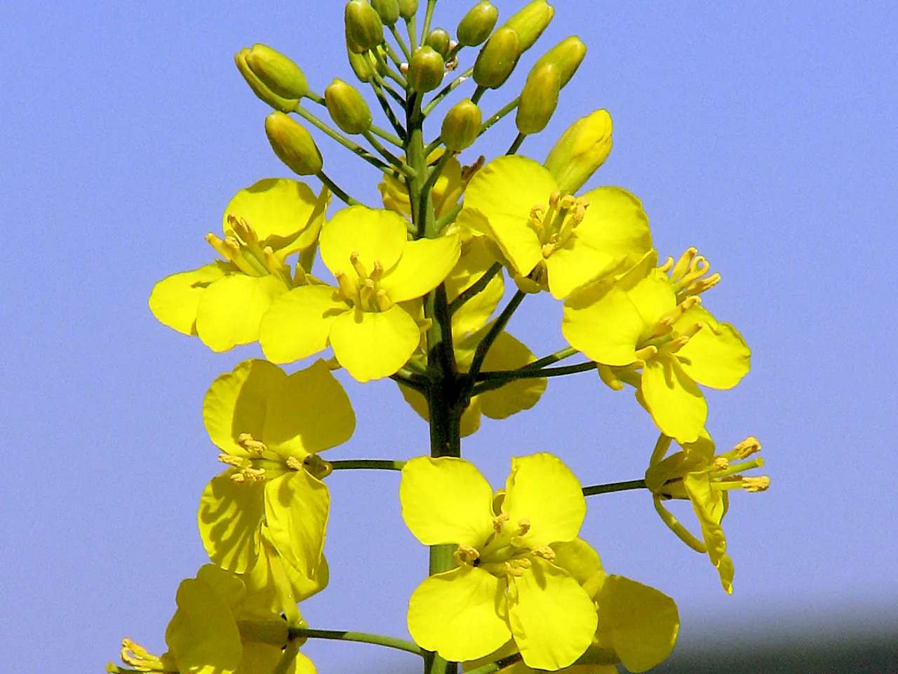 Oilseed rape